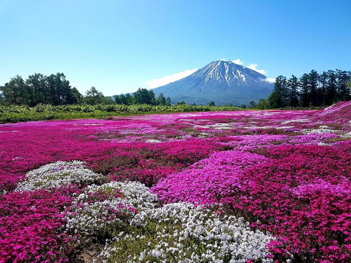 ***  Midtown Niseko Hotell Japan