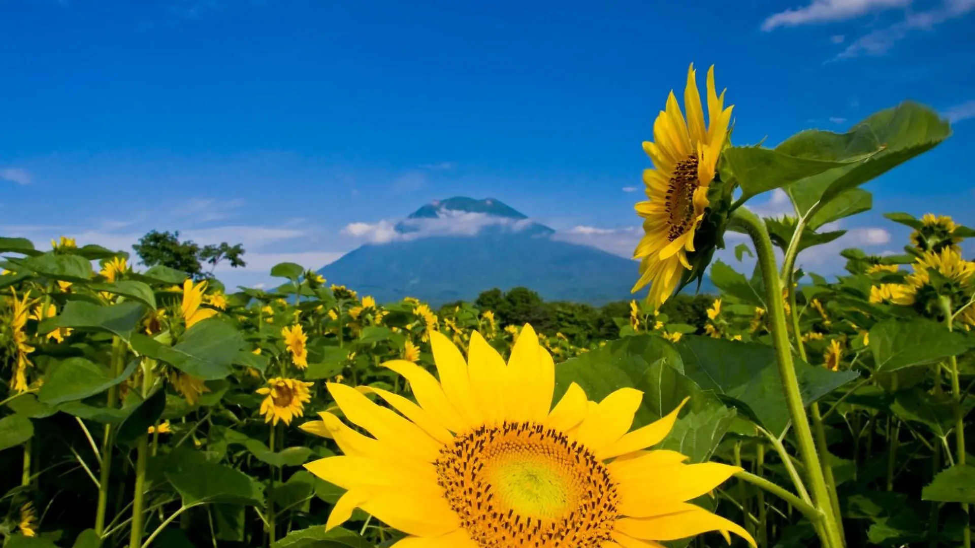 Midtown Niseko Hotell 3*,  Japan